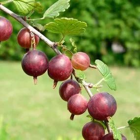 Captivator Gooseberry Plants (Ribes uva-crispa 'Captivator') 2